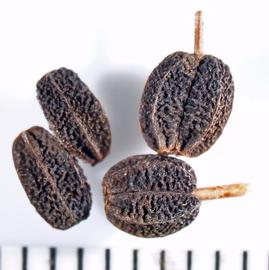   Fruits:   Bupleurum lancifolium ; Photo by A. Margina, USDA APHIS PPQ, imageID.idtools.org
